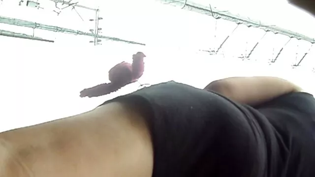 वयस्क कोई पंजीकरण  जी.वी.जी. -122 न्यू सेक्सी मूवी पिक्चर